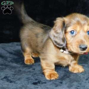 Jewel- mini, Dachshund Puppy